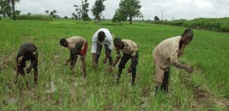 National Food Security Fg Pledges Support To Farmers With Mechanized