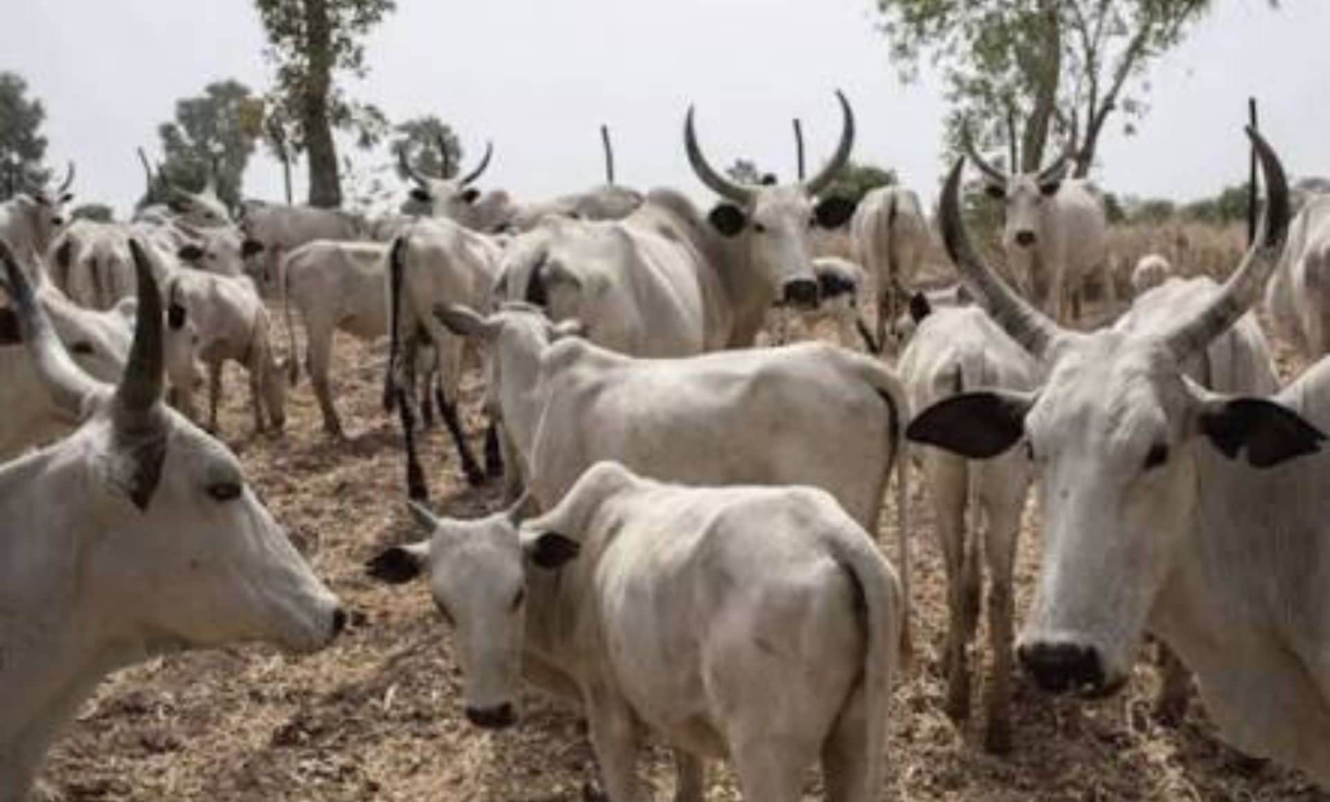 National Livestock Transformation Programme