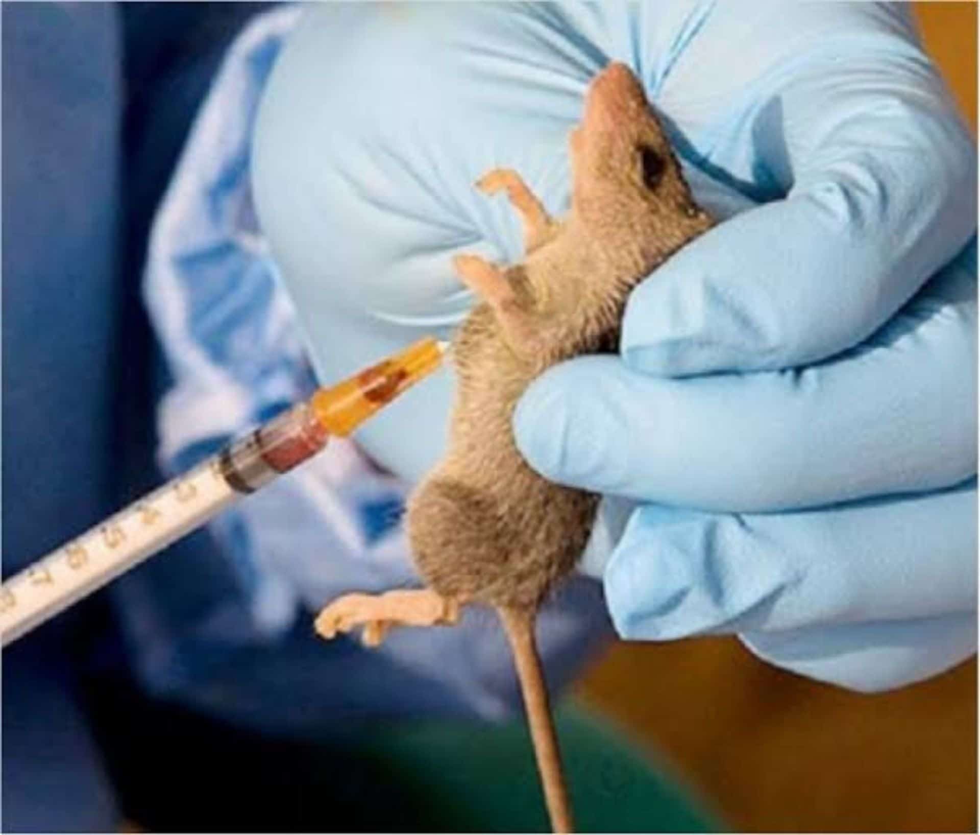 Bauchi State moves to end Lassa Fever outbreak