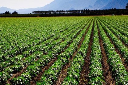 Agriculture