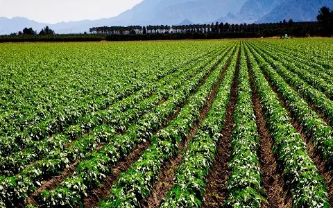 Agriculture