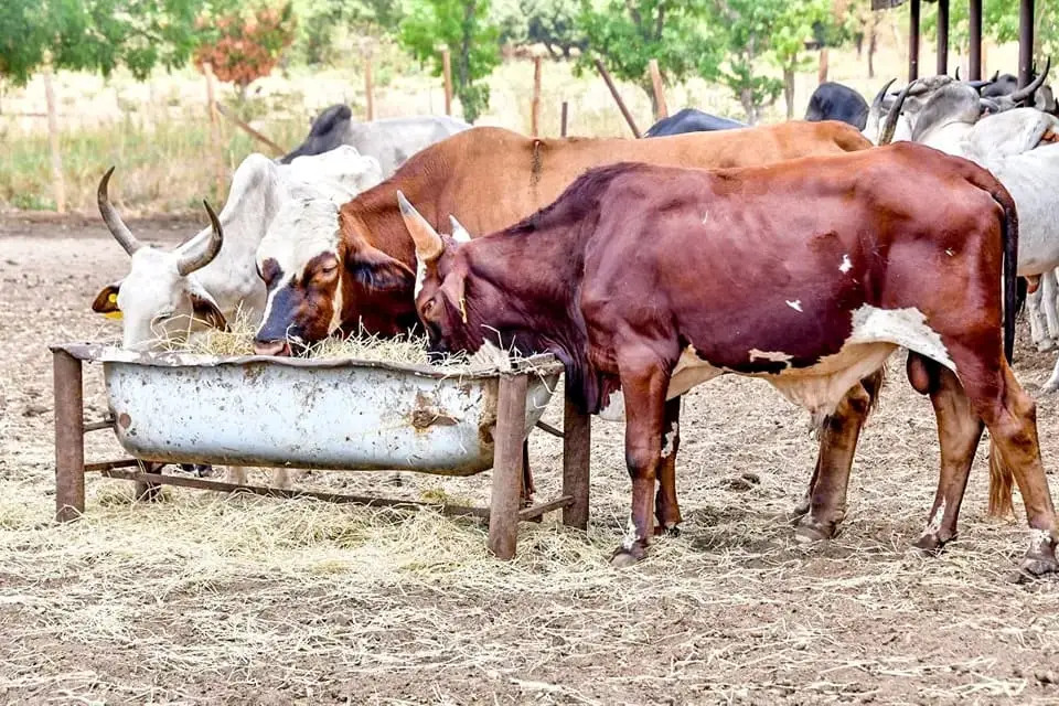 WhatsApp Image 2025 03 26 at 12.00.20 PM 1