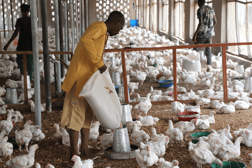 poultry