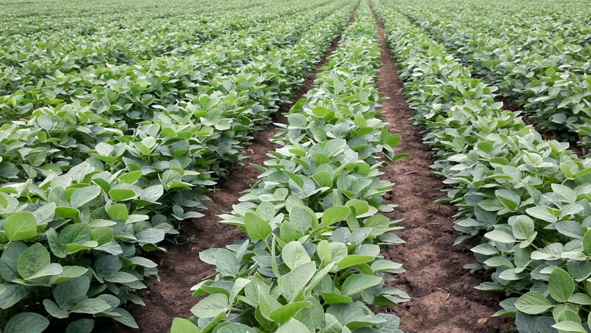 Soya beans farm Soya beans farm